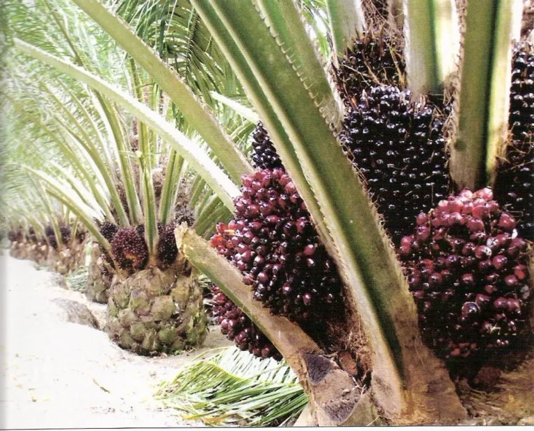 Meningkatkan Produktivitas Kelapa Sawit dalam Agribisnis