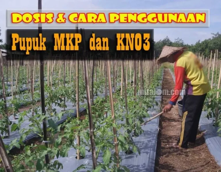 Peningkatan Produktivitas Pala dalam Agribisnis