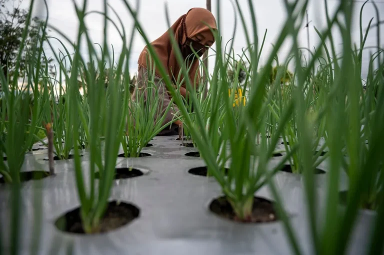 Peningkatan Produktivitas Tanaman Bawang Putih dalam Agribisnis