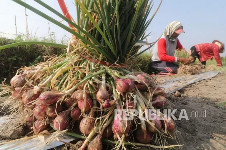 Peningkatan Produktivitas Tanaman Bawang Putih dalam Agribisnis