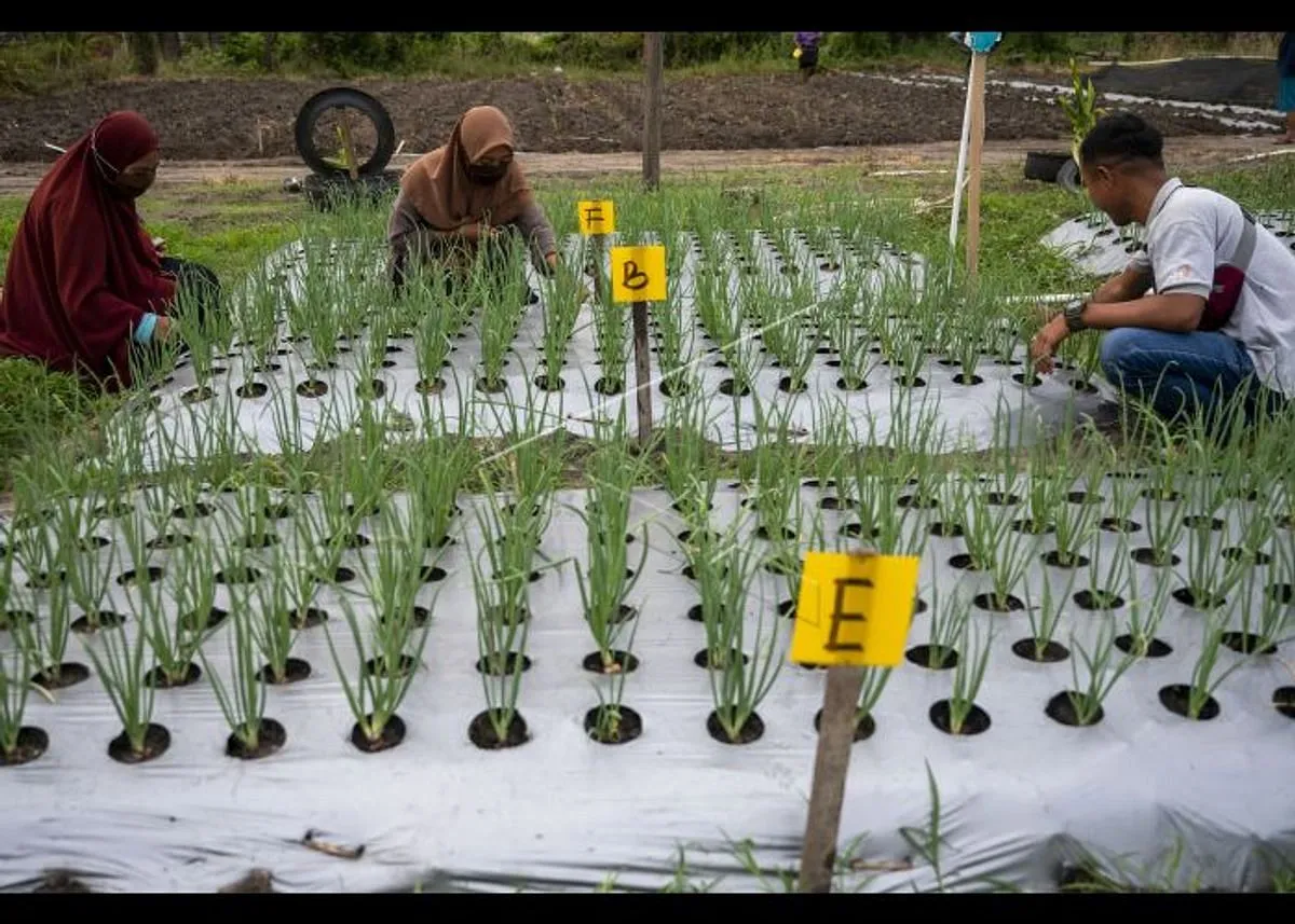 Peningkatan Produktivitas Tanaman Bawang Putih dalam Agribisnis