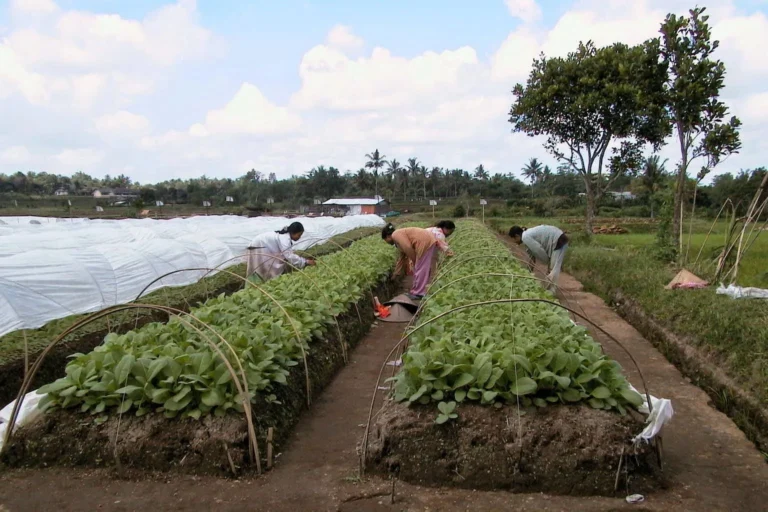 Peningkatan Produktivitas Tembakau dalam Agribisnis