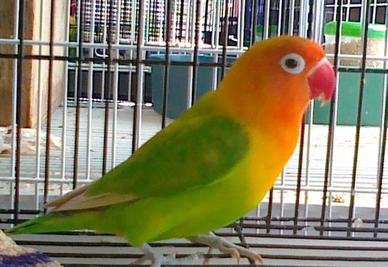 Penjualan dan Perawatan Lovebird Dewasa