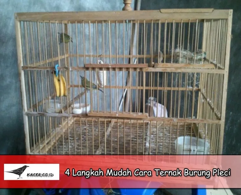 Pentingnya Konsistensi dalam Ternak Pleci