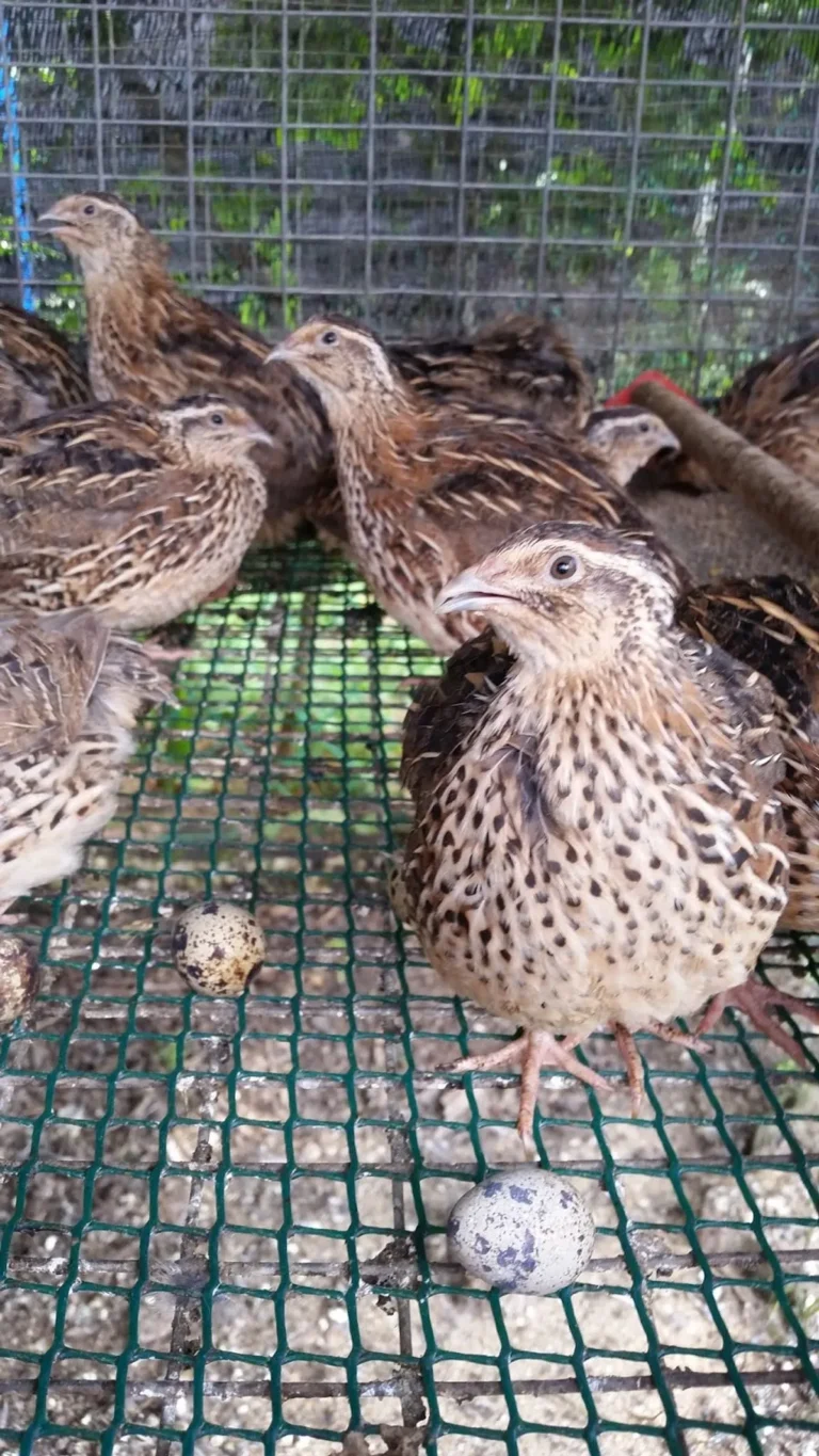 Penyakit Umum pada Burung Puyuh dan Cara Mengatasinya