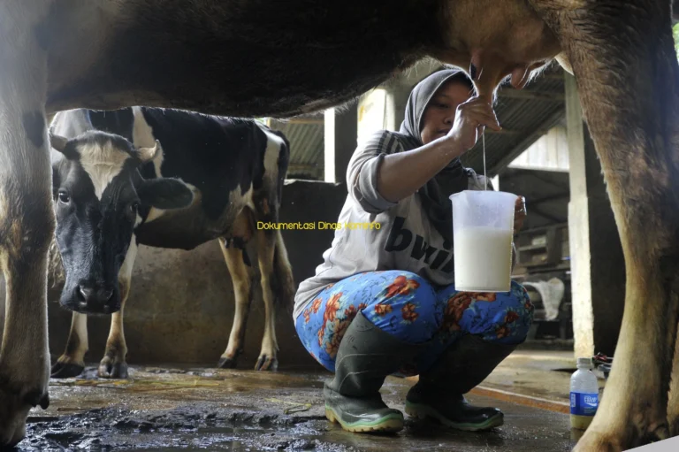 Penyusunan Jadwal Pemeriksaan Kesehatan Sapi Perah