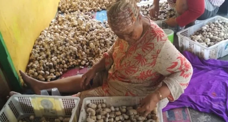 Peran Agribisnis dalam Budidaya Jamur Tiram