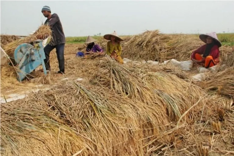 Peran Agribisnis dalam Ketahanan Pangan