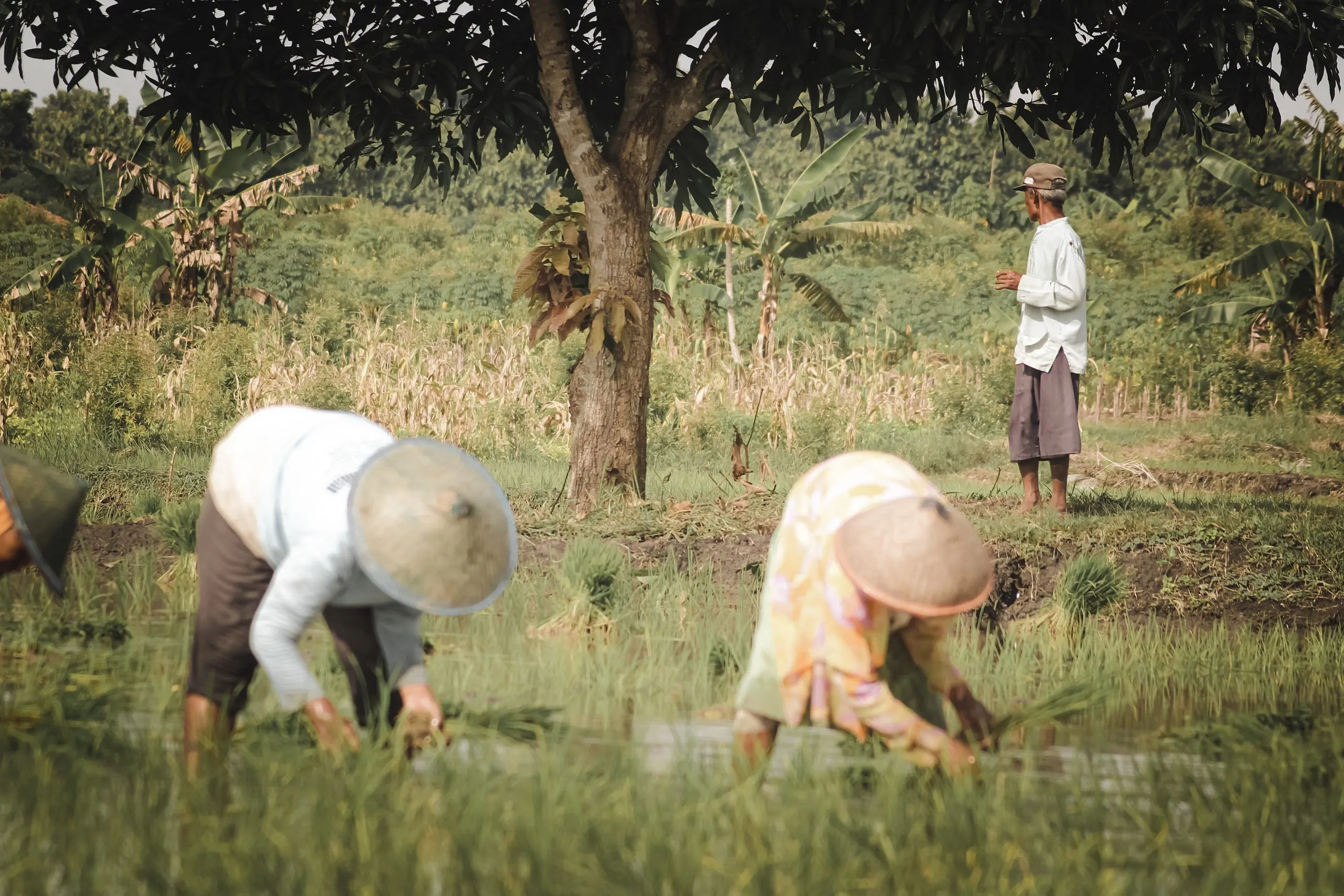 Peran Agribisnis dalam Konservasi Sumber Daya