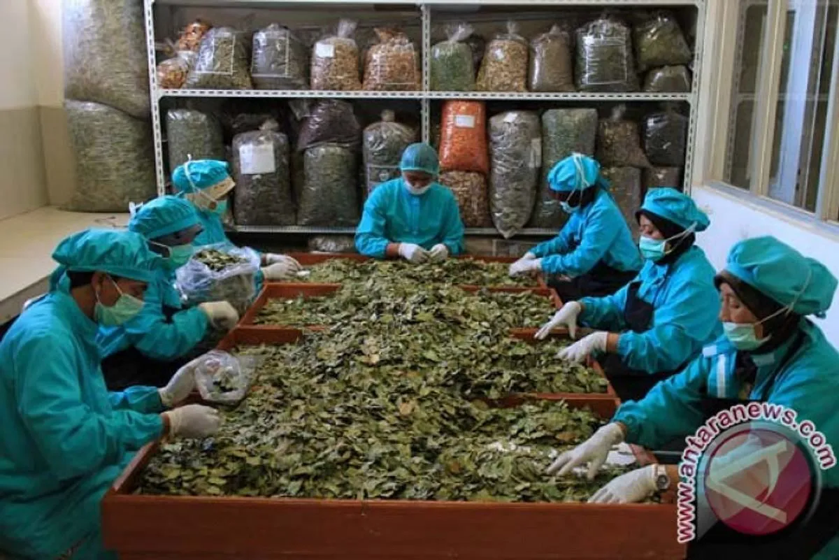 Peran Agribisnis dalam Pengembangan Tanaman Obat Tradisional