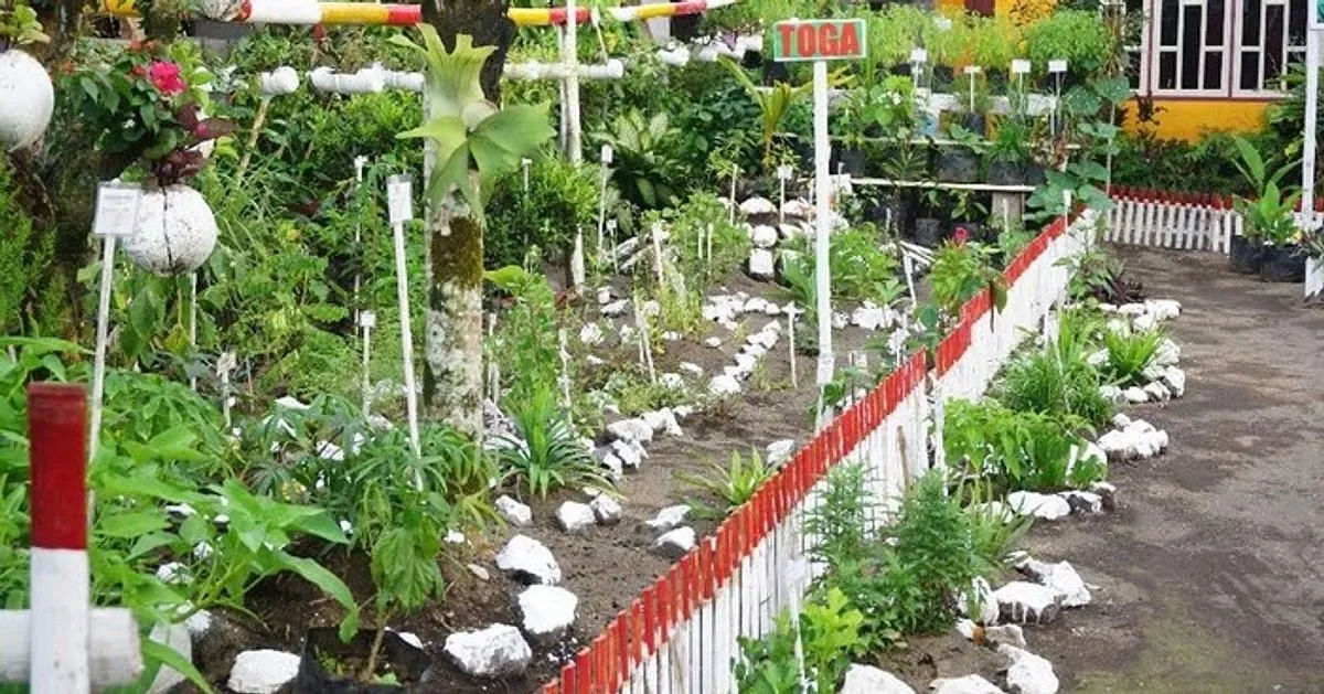 Peran Agribisnis dalam Pengembangan Tanaman Obat