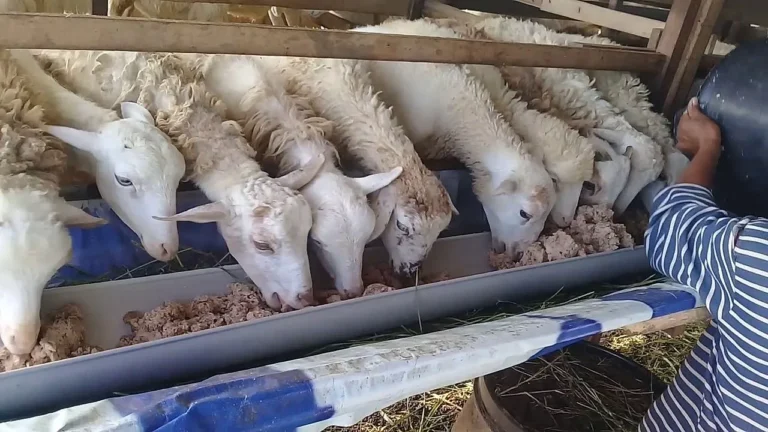 Peran Agribisnis dalam Pengolahan Susu Kambing