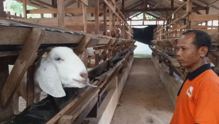 Peran Agribisnis dalam Pengolahan Susu Kambing