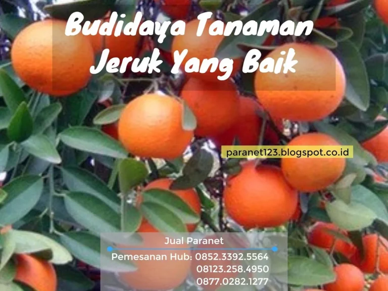 Peran Jeruk Kikit dalam Industri Pertanian