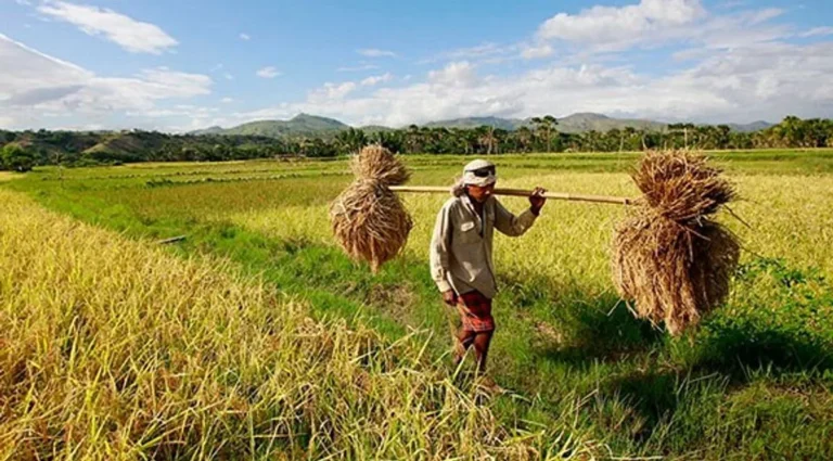 Peran Pemerintah dalam Mendukung Agribisnis