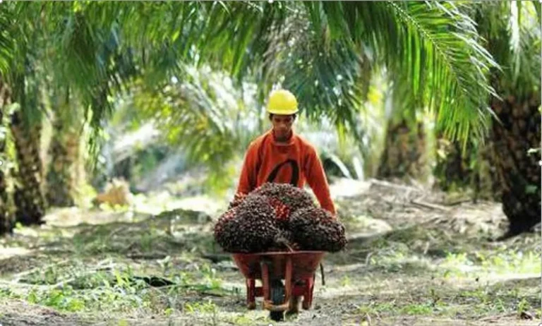 Peran Sosial dalam Bisnis Kelapa Sawit
