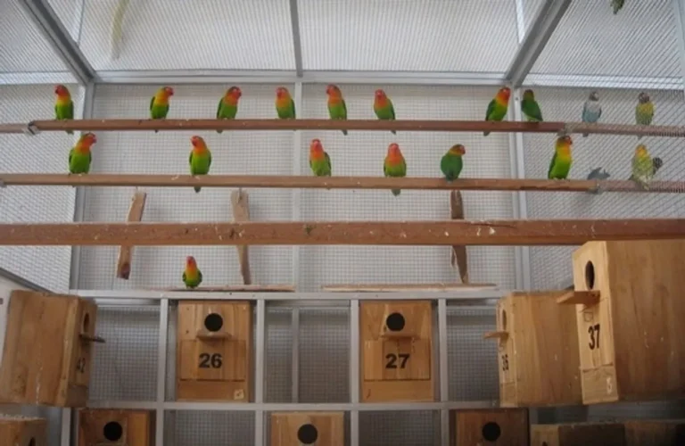 Perawatan Anak Lovebird yang Baru Menetas