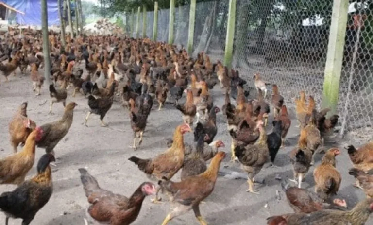 Perawatan Ayam Kampung yang Baik