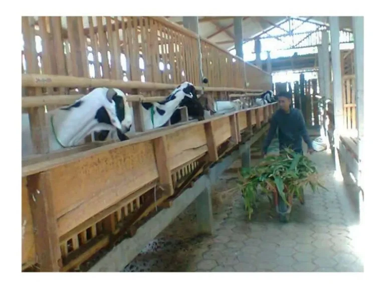 Perawatan dan Gaya Hidup Kambing Saanen
