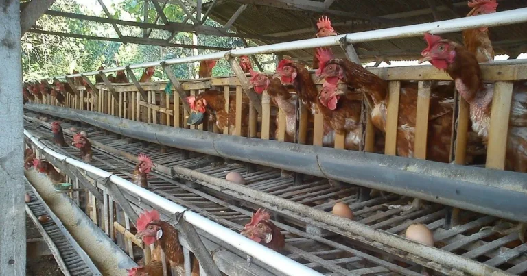 Perawatan dan Kesehatan Ayam