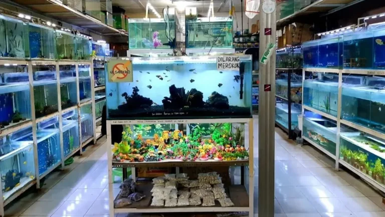 Perawatan dan Pemeliharaan Ikan Hias