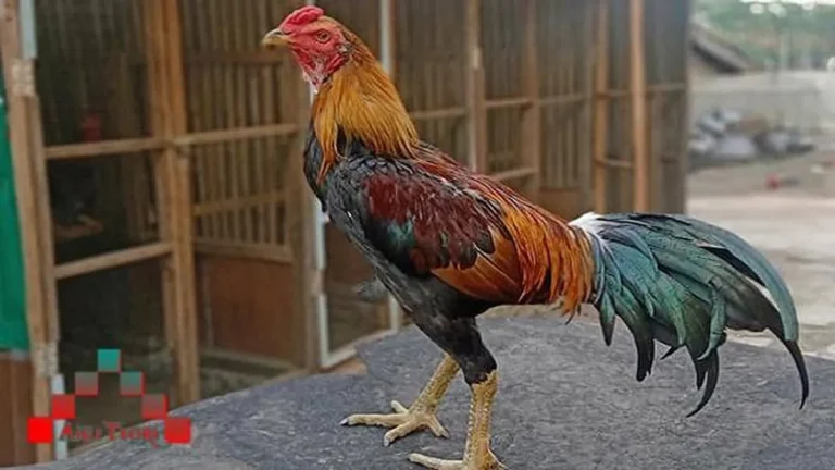 Perawatan Harian Ayam Bangkok