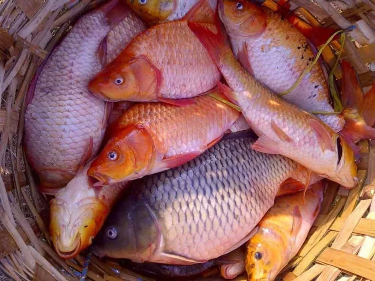 Perawatan Harian Ikan Mas