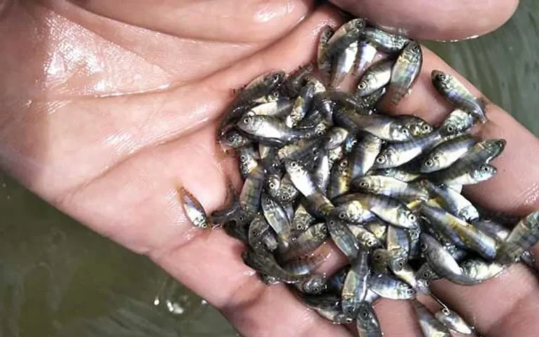 Perawatan Harian Ikan Nila