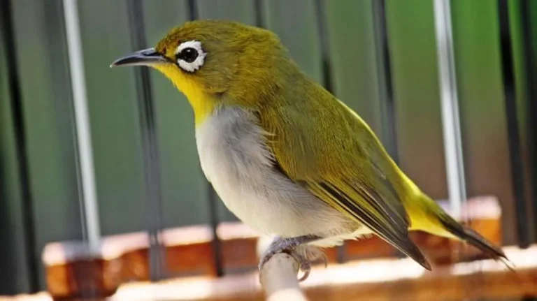 Perawatan Harian Pleci agar Sukses Berkembang Biak