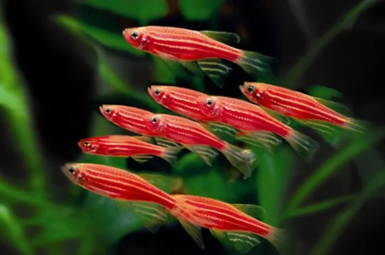 Perawatan Harian yang Diperlukan untuk Ikan Hias Zebra