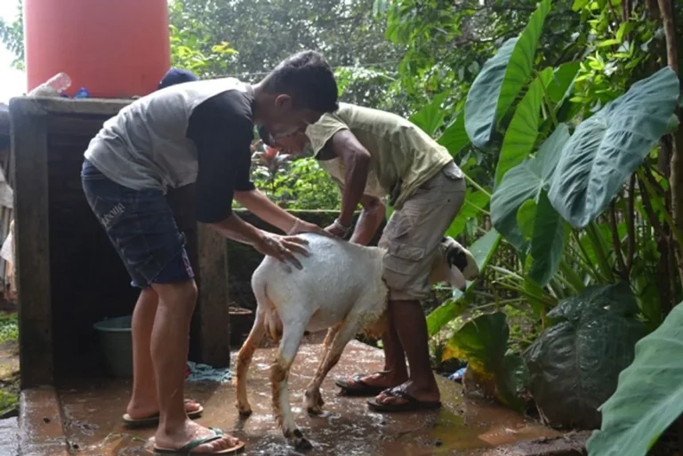 Perawatan Kesehatan Kambing Modern