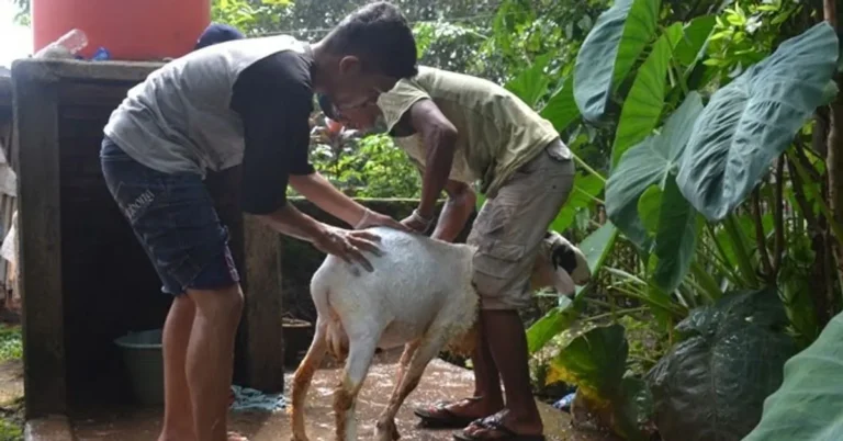 Perawatan Kesehatan Kambing yang Efektif