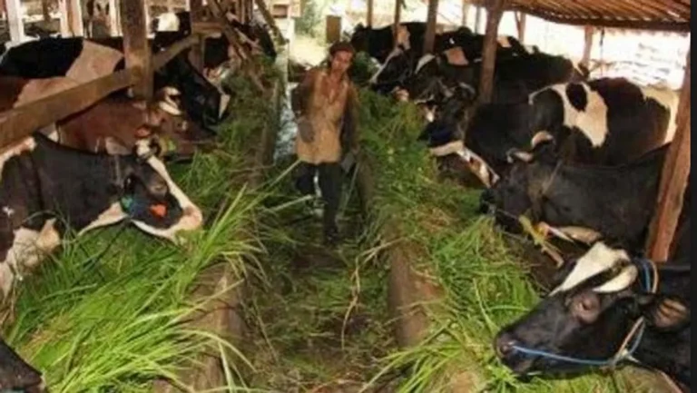 Perawatan Sapi Lokal