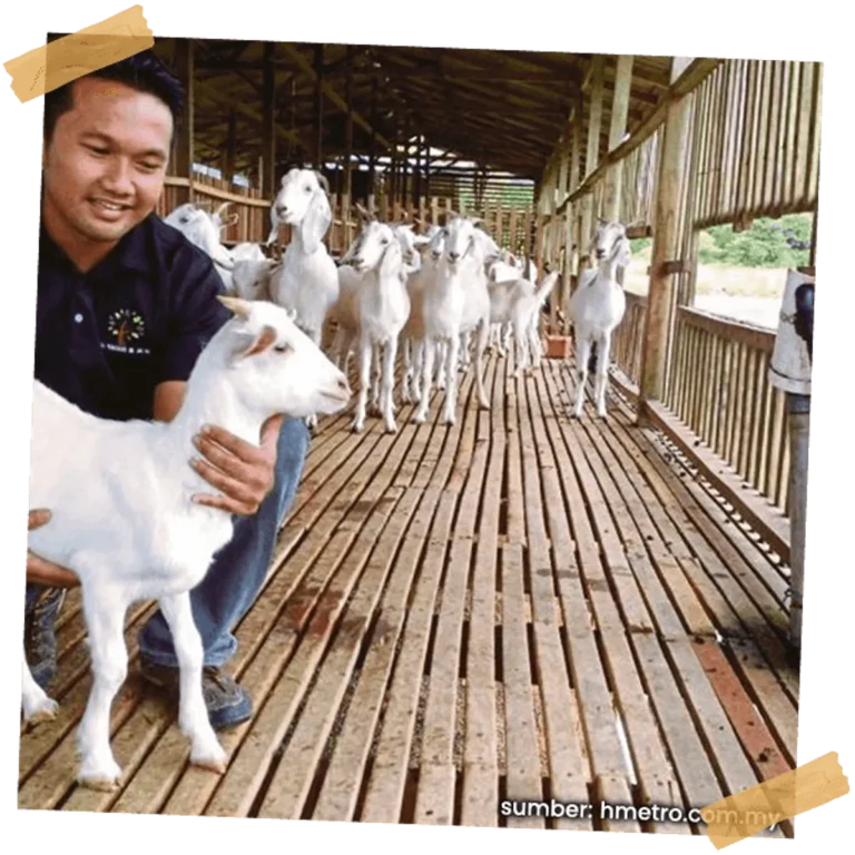 Perencanaan dan Masa Depan dalam Pemeliharaan Kambing Saanen