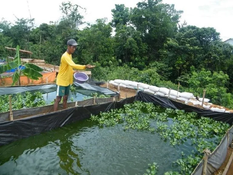Perencanaan Pemberian Pakan yang Tepat