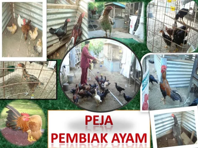 Perkembangan Pasar Ternak Ayam Serama