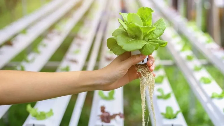 Perkembangan Terkini dalam Agribisnis dan Agroteknologi
