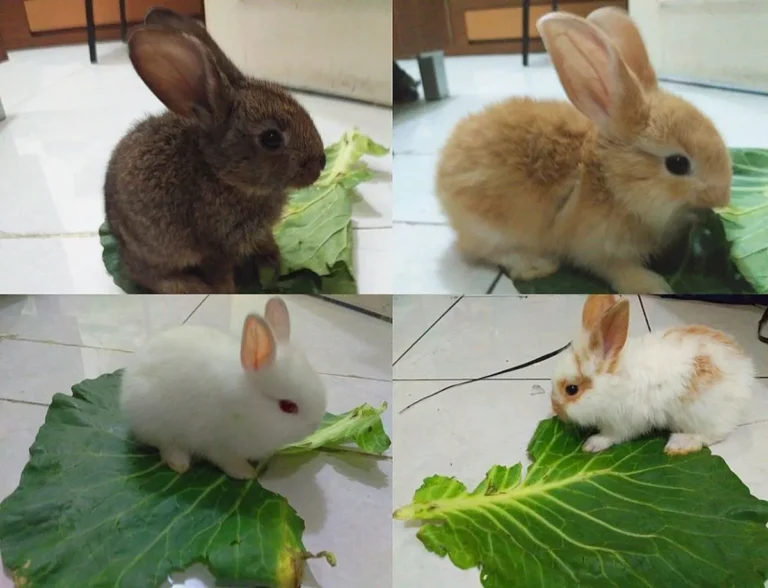 Perkembangbiakan dan Pemuliaan Kelinci Hias