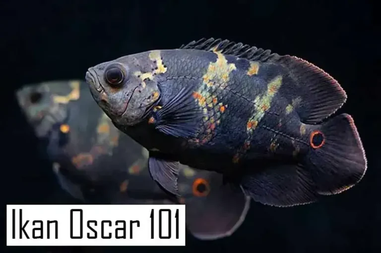 Perkembangbiakan Oscar