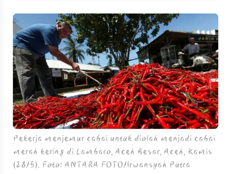 Permasalahan dan Tantangan dalam Agribisnis Cabai