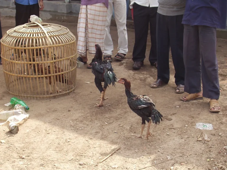 Persiapan Awal untuk Ternak Ayam Bangkok