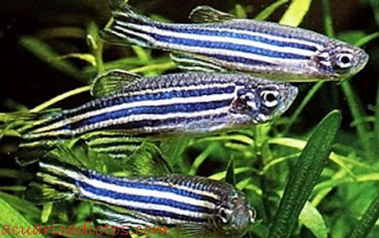 Persiapan Ideal Sebelum Memulai Ternak Ikan Hias Zebra