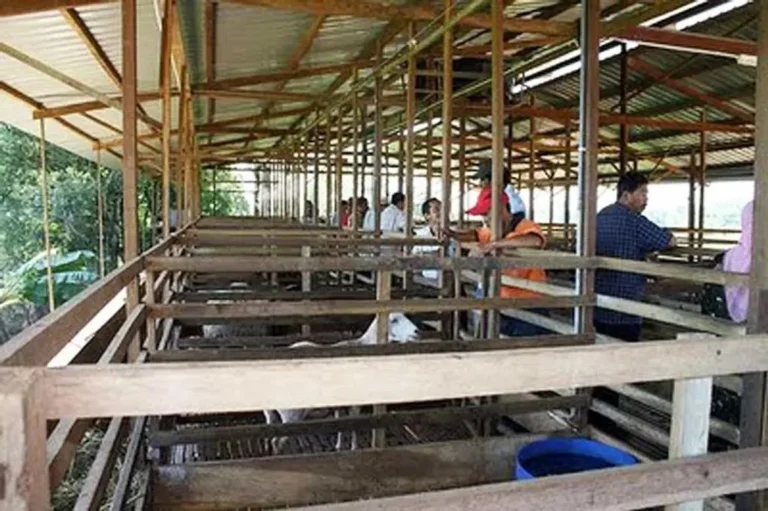 Persiapan Lingkungan dan Kandang yang Ideal