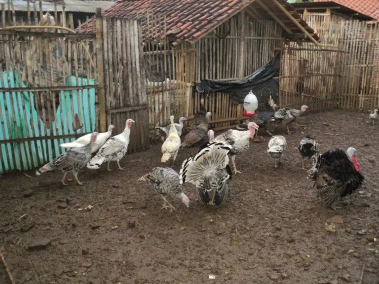 Persiapan Lingkungan Ternak