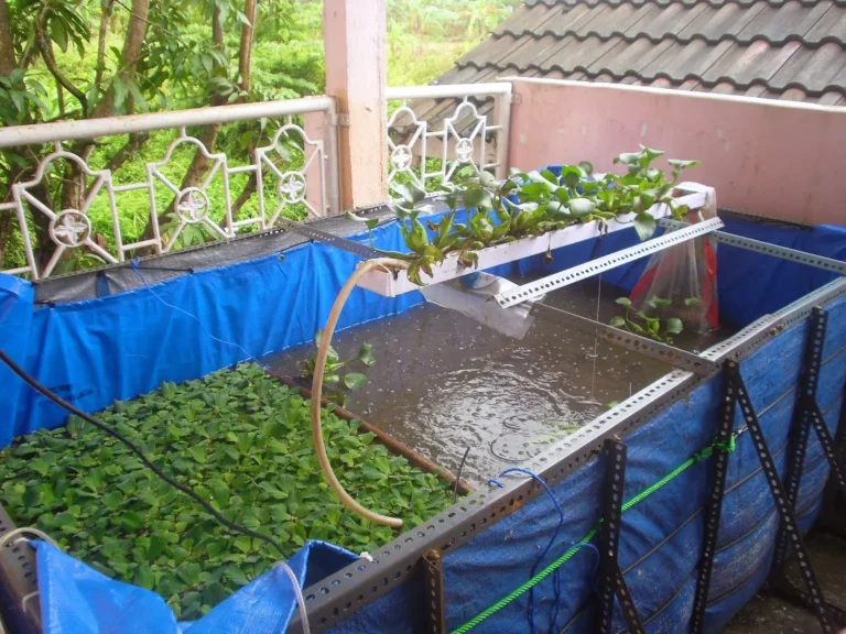 Persiapan Lokasi dan Bahan Budidaya Ikan Lele dalam Terpal