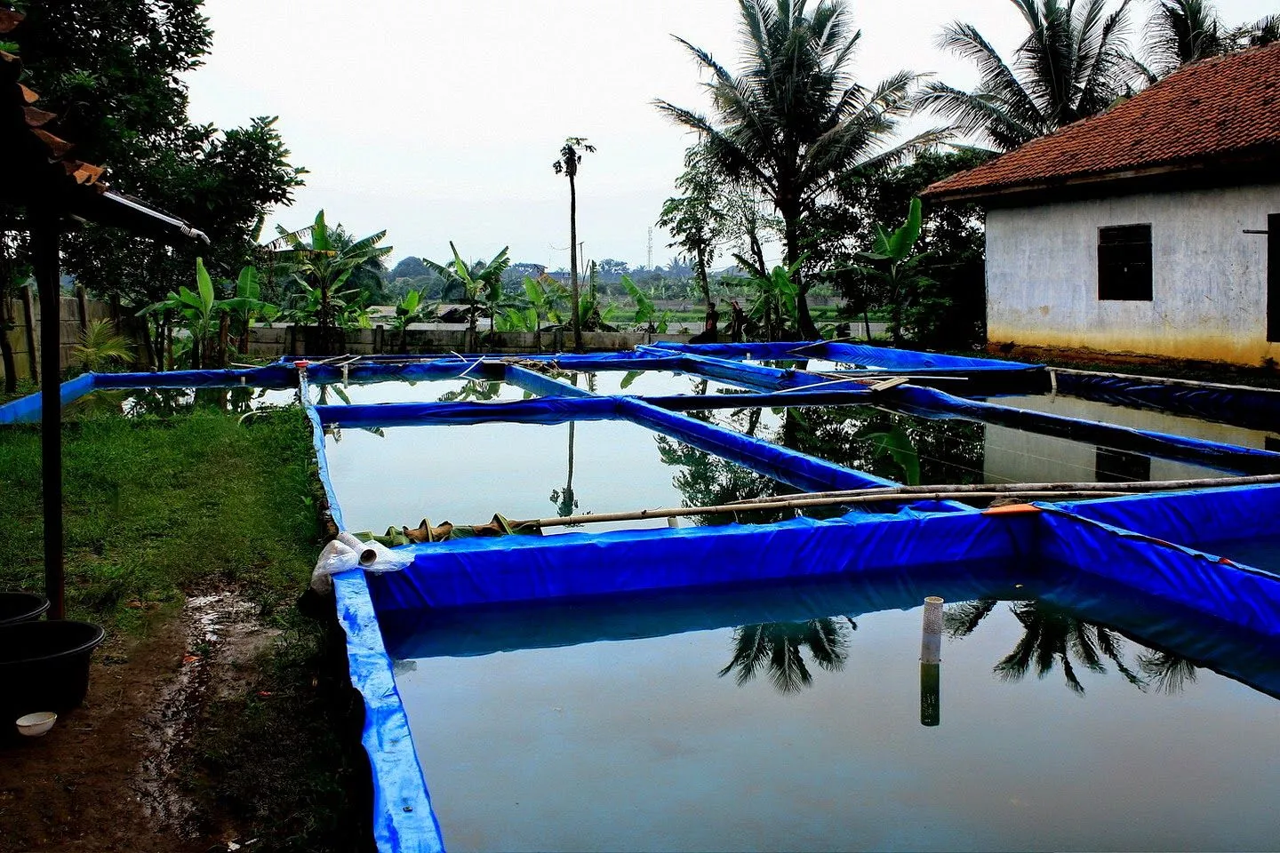 Persiapan Lokasi dan Sarana Budidaya