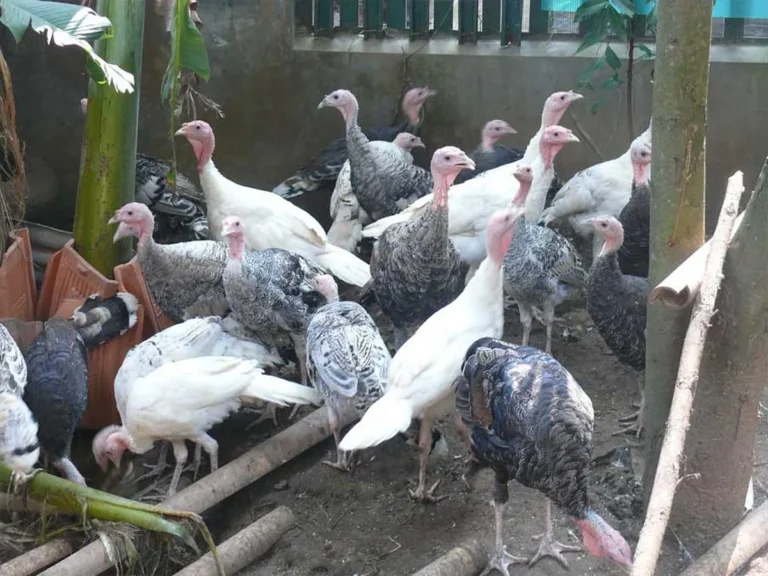 Persiapan Optimal untuk Pemeliharaan Ternak Kalkun Lokal