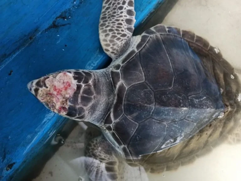 Persiapan Penyu Muda untuk Kehidupan di Laut