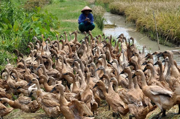 Perubahan Terkini dalam Ternak Bebek Pedaging