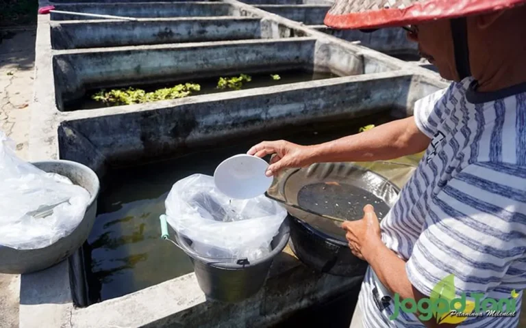 Peternakan Ikan Hias Air Laut: Kiat Sukses